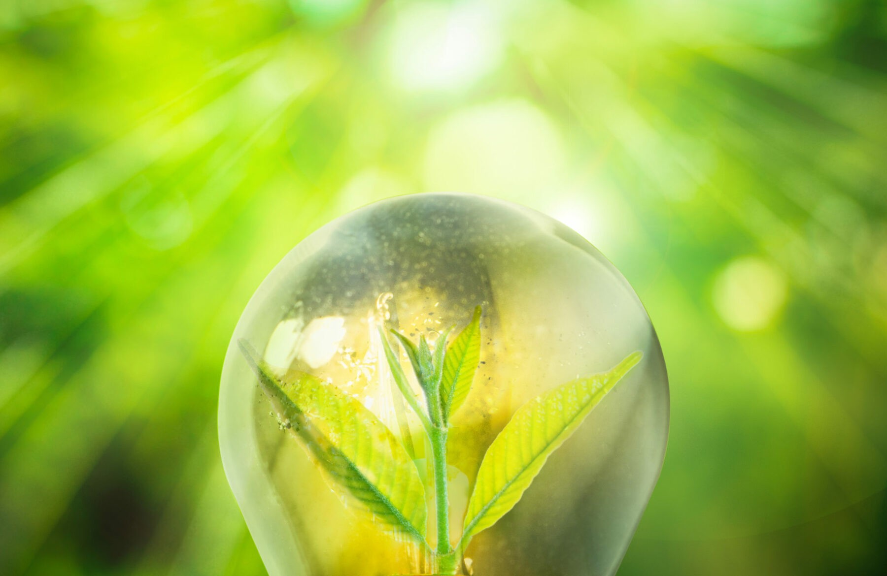 Fresh,Green,Small,Plant,In,Light,Bulb,With,Blurred,Green